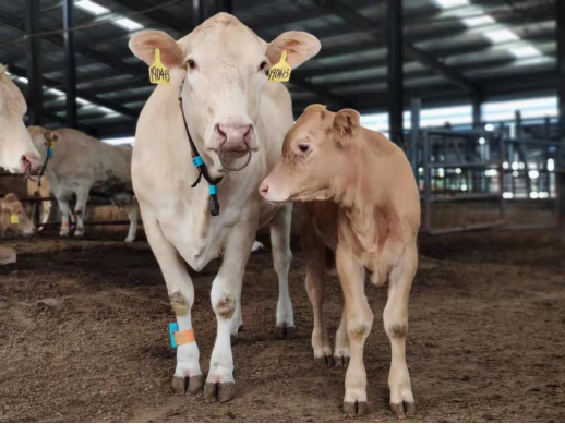 ����(�й���)�����ٷ���վ-LEYU SPORTS